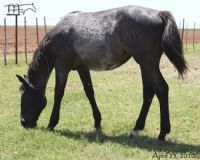 Black Valentine's 2019 Roan Filly